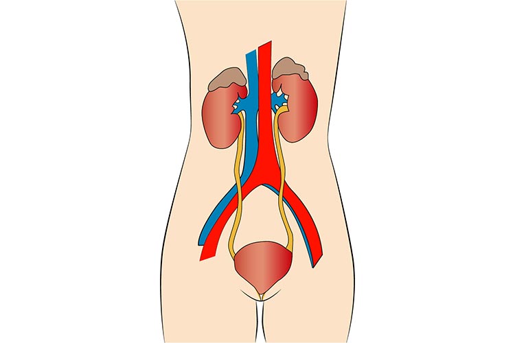 泌尿器科のイメージ画像